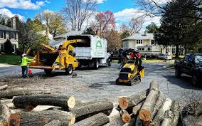 How Our Tree Care Process Works  in  Landen, OH