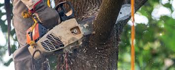 Best Tree Preservation Services  in Landen, OH