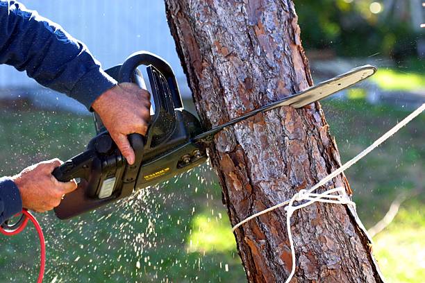 Best Tree Disease Treatment  in Landen, OH