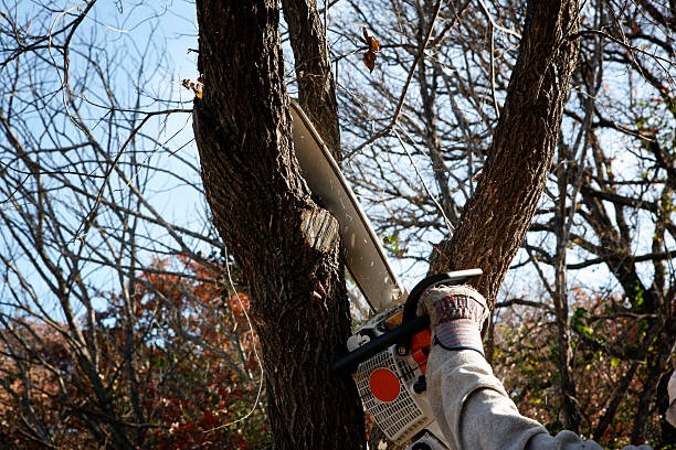 Best Tree Fertilization  in Landen, OH