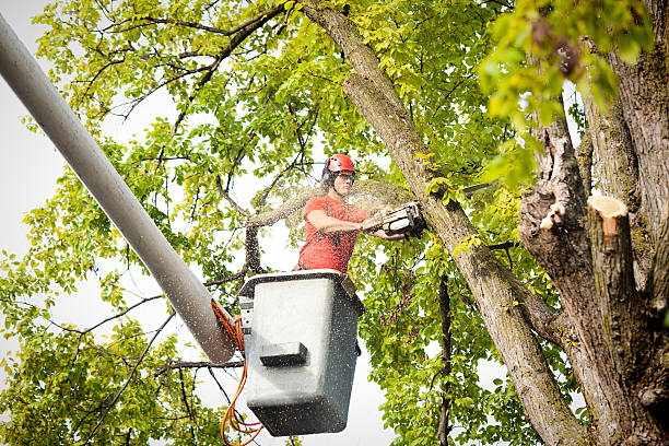 Best Emergency Tree Removal  in Landen, OH